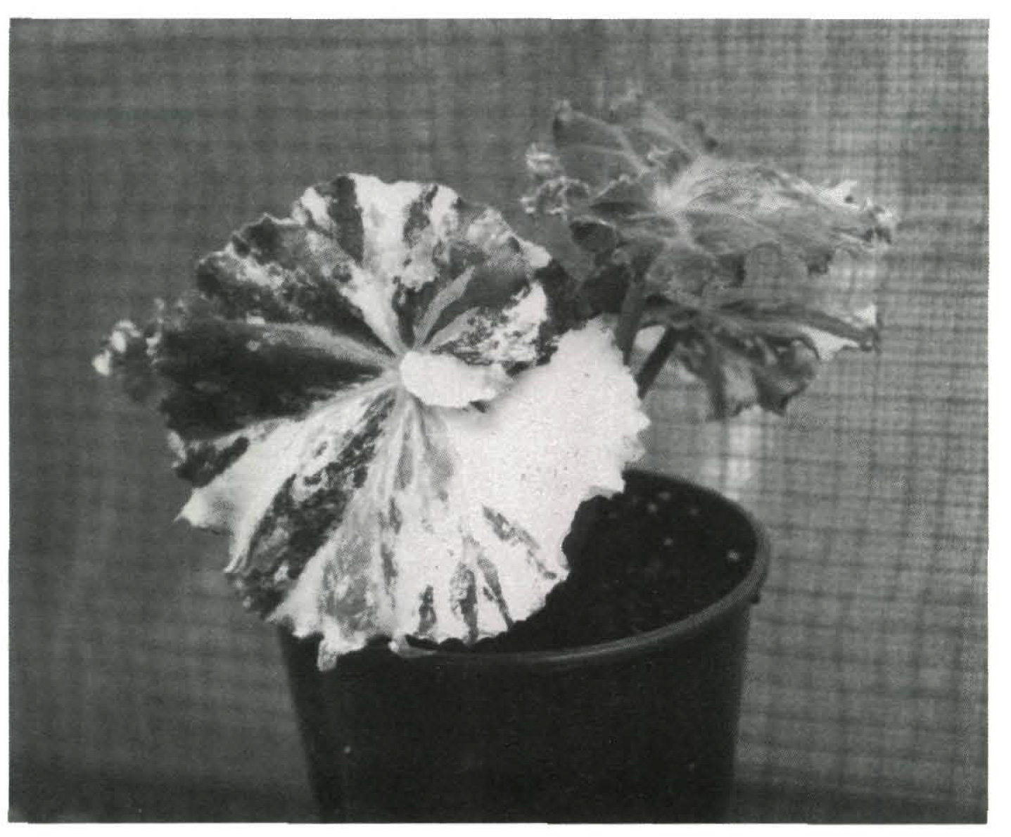 B. ‘Glennis Crouch’
